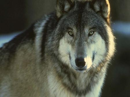 Le Loup Et Chasseur
